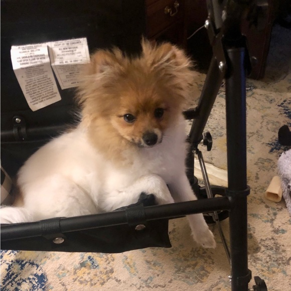 Meet your Posher, Michele,I live in Texas, I ♥️Jewlery,Hand bags, Pets, cloths! - Picture 9 of 16